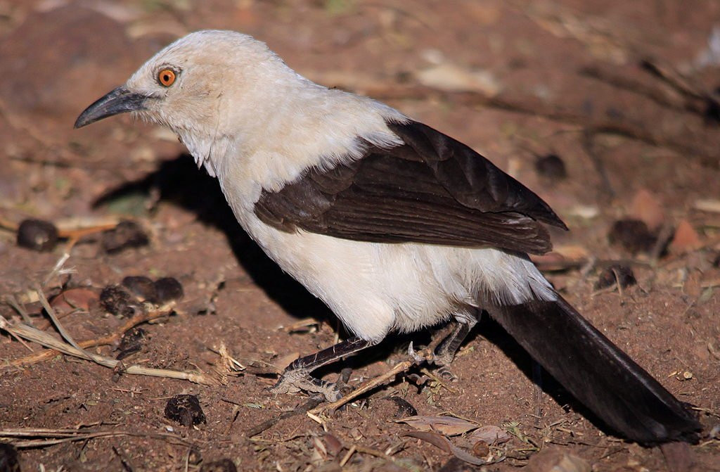 image Southern Pied-Babbler